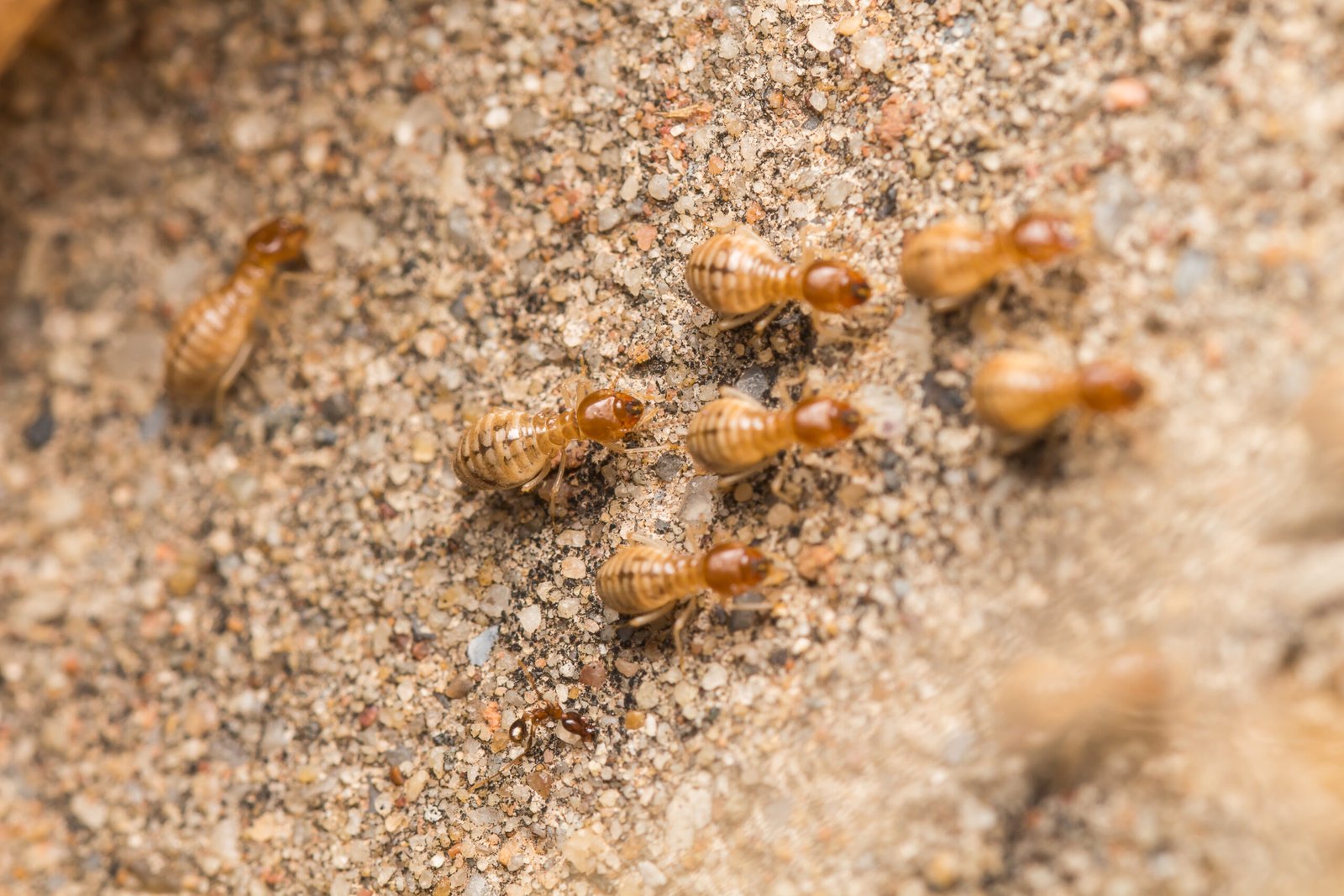 vecteezy_termites-help-unload-wood-chips_11414032